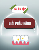 Bài ôn tập Giải phẫu răng [chuẩn nhất]