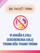 Vi khuẩn E.coli (Escherichia coli) trong sữa thanh trùng: Bài thuyết trình chi tiết