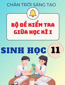 Bộ đề kiểm tra giữa học kì I - Sinh học 11 (theo cấu trúc mới 2025 - kèm ma trận + đáp án chi tiết)