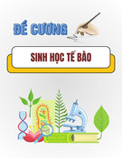 Đề cương ôn tập Sinh học tế bào: Chuẩn bị tốt nhất