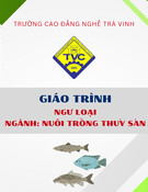 Giáo trình Ngư loại Nuôi trồng thủy sản Cao đẳng Trà Vinh (Trường Cao đẳng nghề)