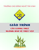 Giáo trình Cây lương thực (Trung cấp): Ngành Bảo vệ thực vật - Trường Cao đẳng nghề Trà Vinh